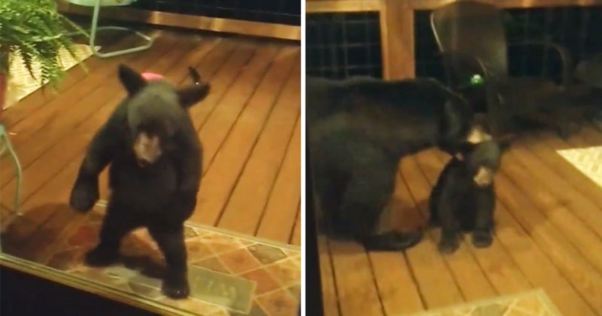 Il video del cucciolo di orso