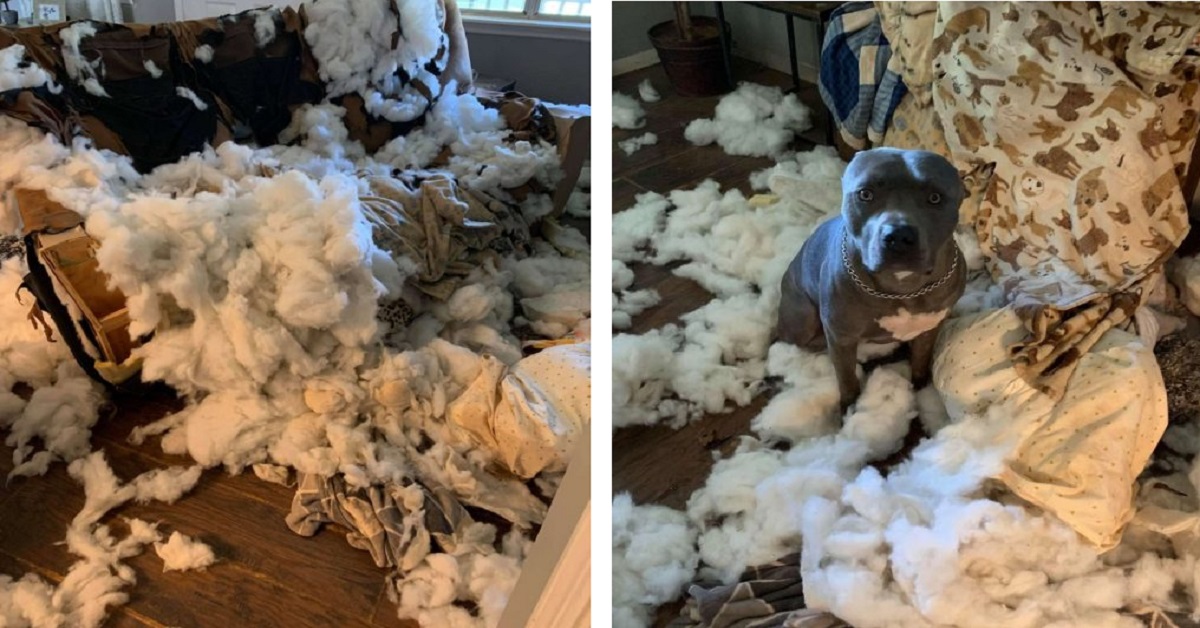 Cucciolo distrugge il divano