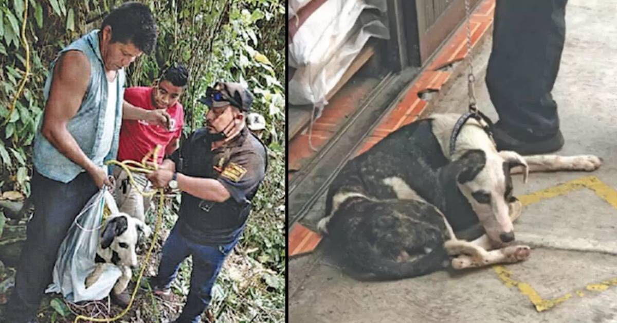 Cucciolo gettato nel fiume ha gridato per essere aiutato per tre giorni