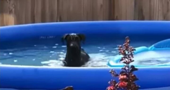 Cucciolo beccato dal proprietario mentre giocava in piscina. Guardate cosa fa quando si accorge di essere stato colto in flagrante