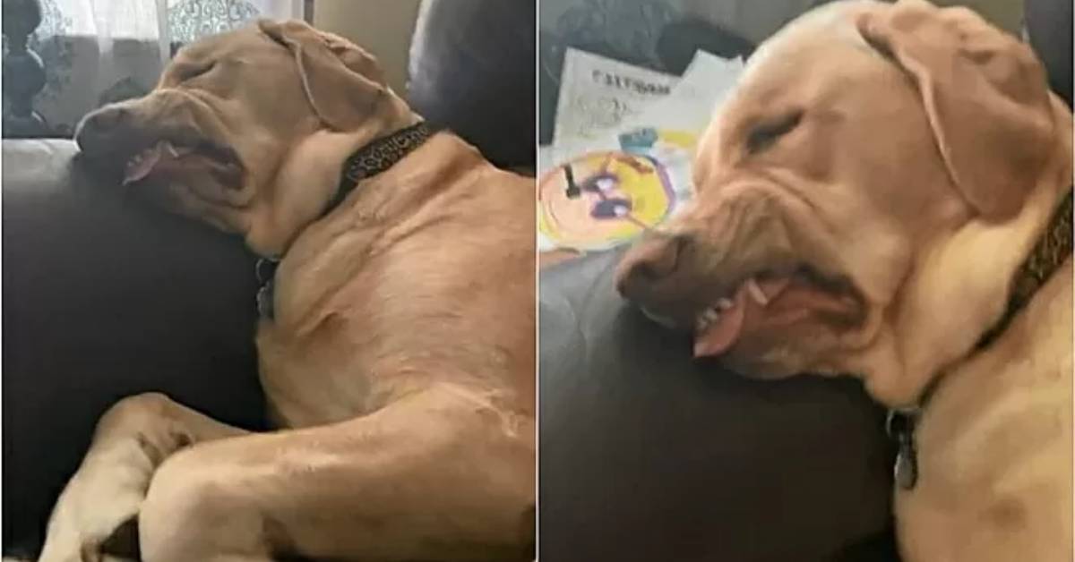 Cucciolo di labrador fa un brutto sogno e la sua umana riprende con il cellulare le sue smorfie: il video è esilarante