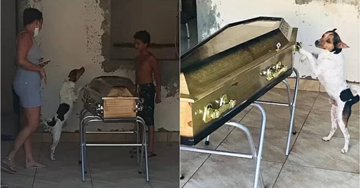 Perde il proprietario e piange sulla sua bara durante la vegliaLe foto scattate dai parenti