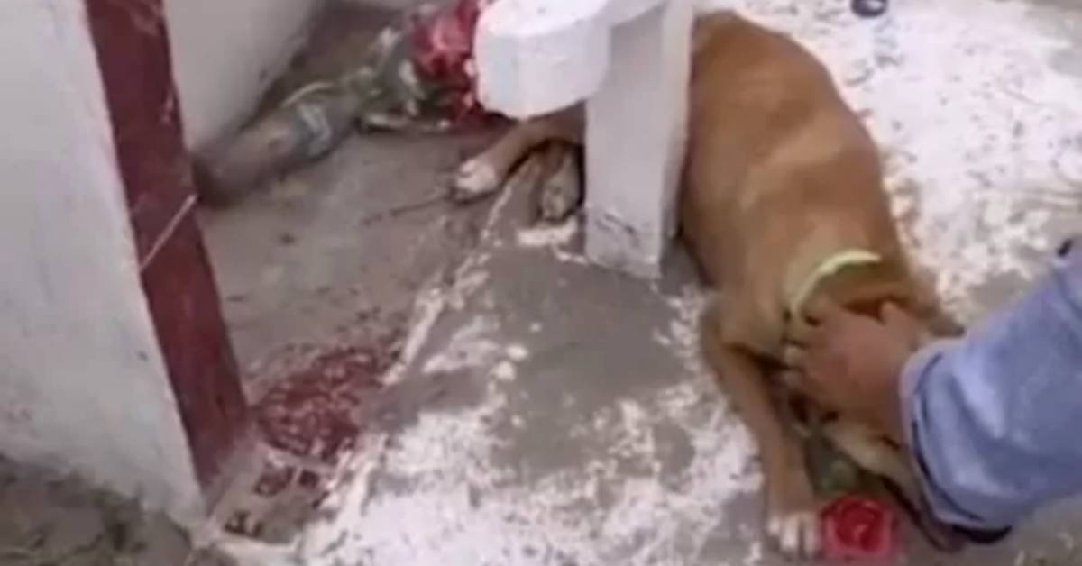 Cucciolo scappato da un rifugio per andare a piangere sulla tomba del proprietario