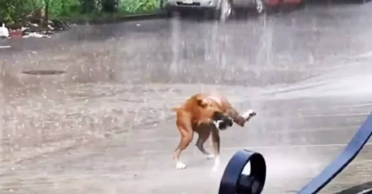 Cucciolo balla sotto la pioggia e ricorda a tutti quali sono le cose importanti della vita