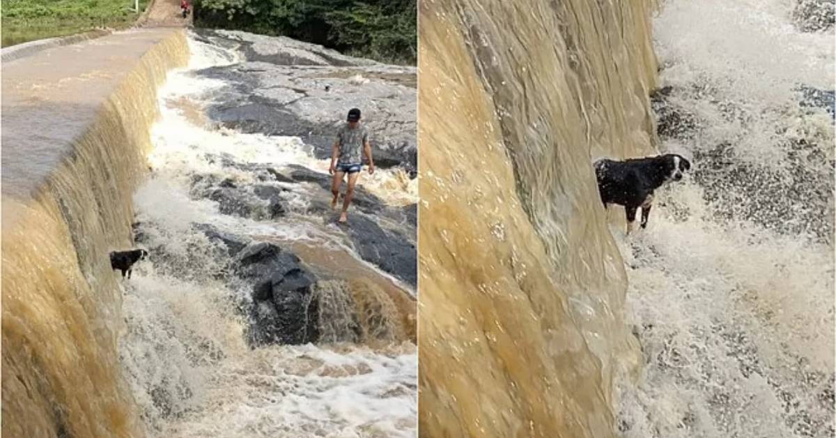 Cucciolo spaventato in pericolo in una cascata: pescatore rischia la vita per salvarlo