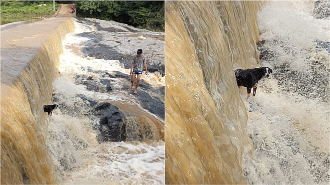 Cane in pericolo nell'acqua