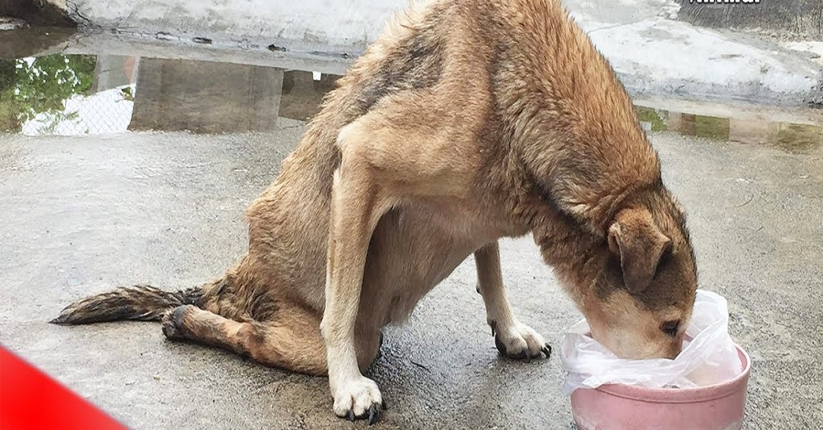 Cucciolo striscia verso una donna