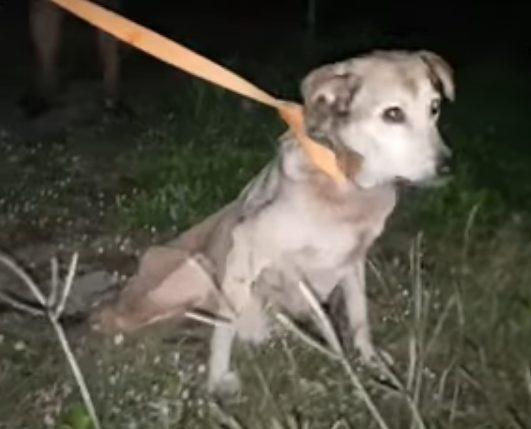 Cane abbandonato in strada