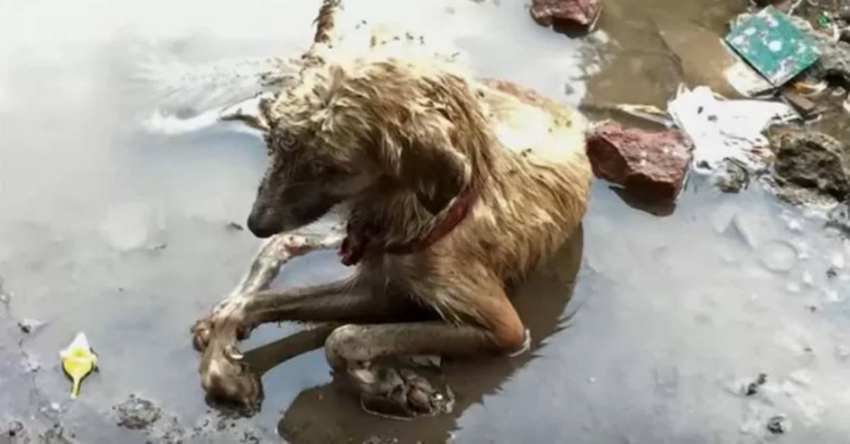 Cucciolo vive in una pozzanghera sporca piena di immondizia e non può muoversi