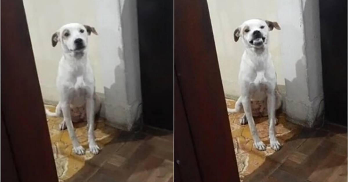 Donna chiede alla sua cagnolina di sorridere e riprende la scena. Il video