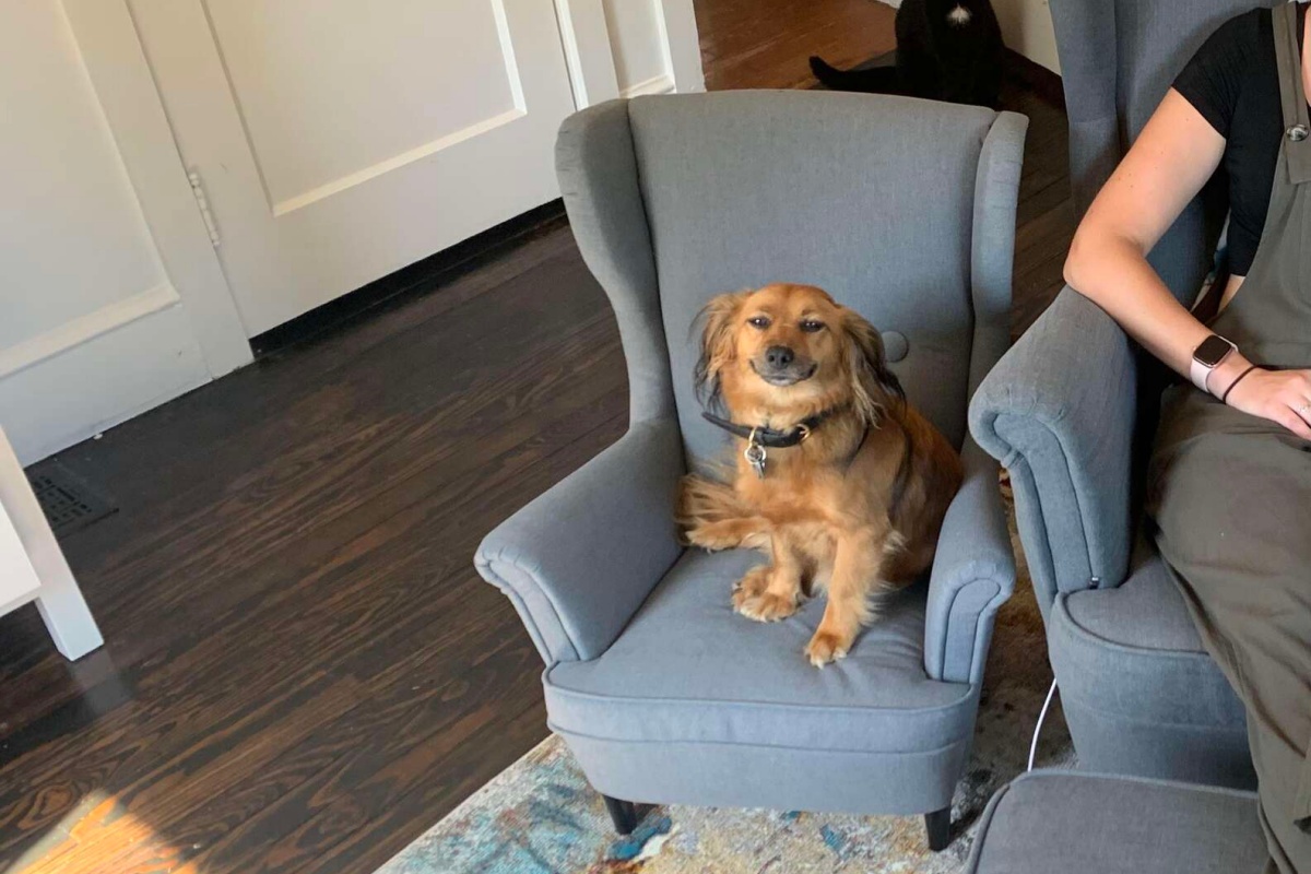 Il sorriso soddisfatto del cane Franklin quando riesce a rubare la sedia del gatto
