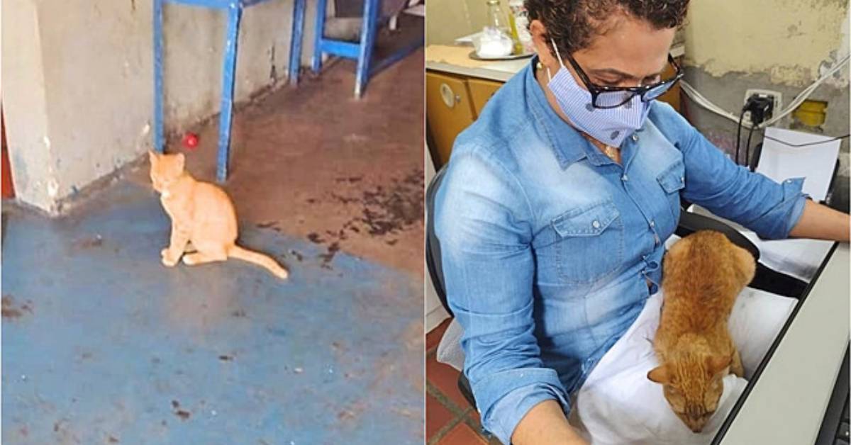 Gatto affamato chiede aiuto a una donna: il suo gesto non è passato inosservato