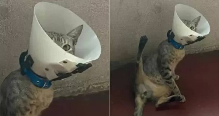 Porta il gatto dal veterinario per sterilizzarlo ma quando tornano a casa scopre che il micio faceva una cosa insolita
