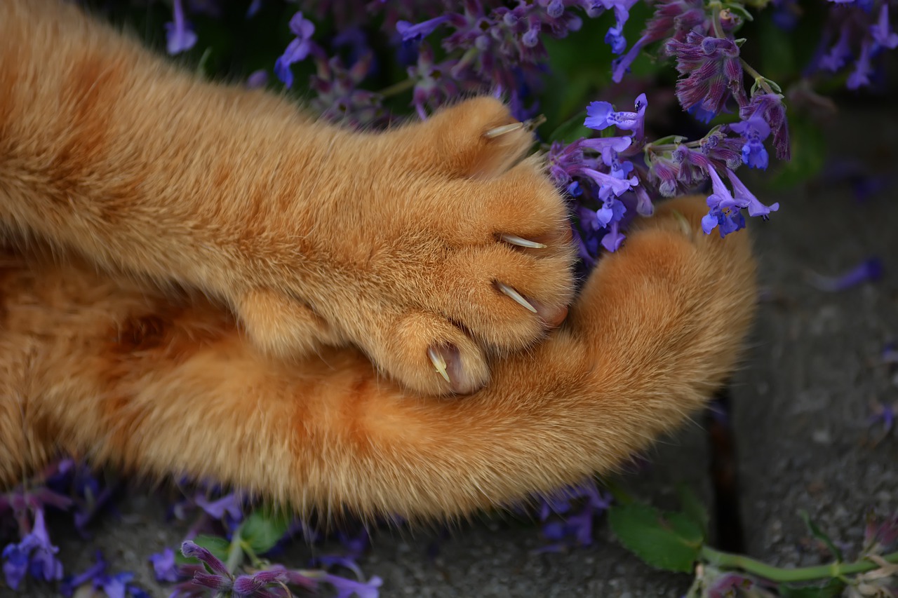 Gatto intrappolato in un'intercapedine