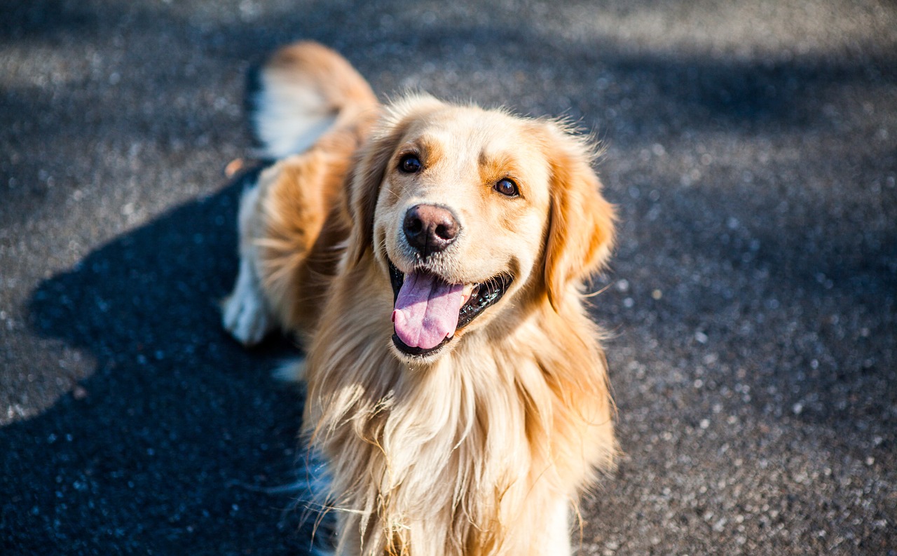 Golden Retriever aiuta l'autista