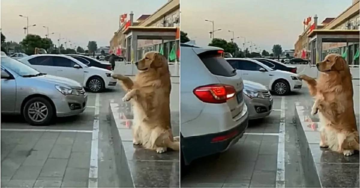 Golden Retriever aiuta chi è alla guida a parcheggiare l’auto