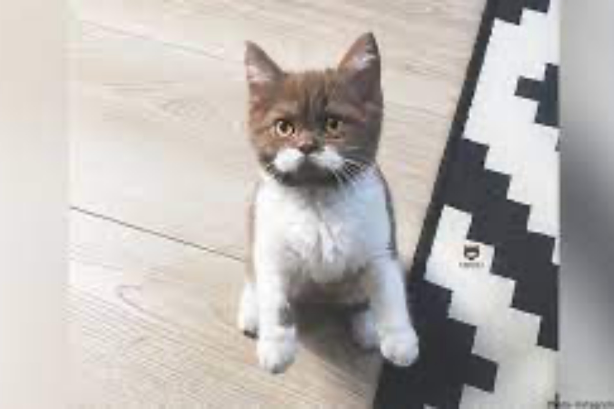 La storia di Gringo il gatto con un aspetto diverso da tutti gli altri