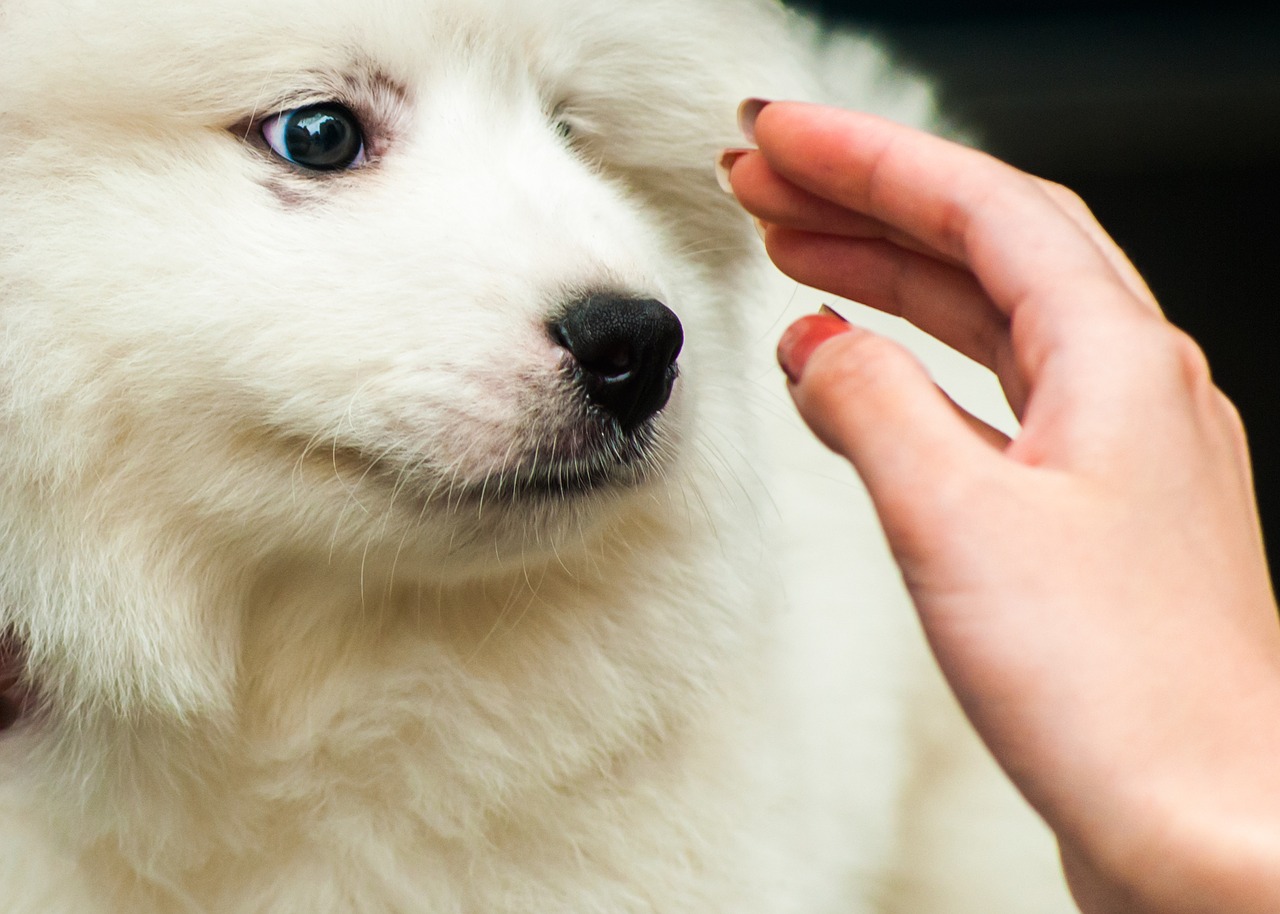 figlio è la reincarnazione del cane morto