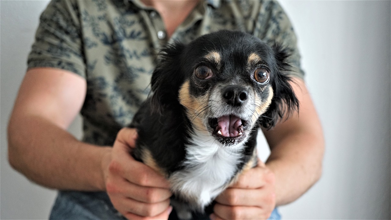 cagnolina Mia rapita