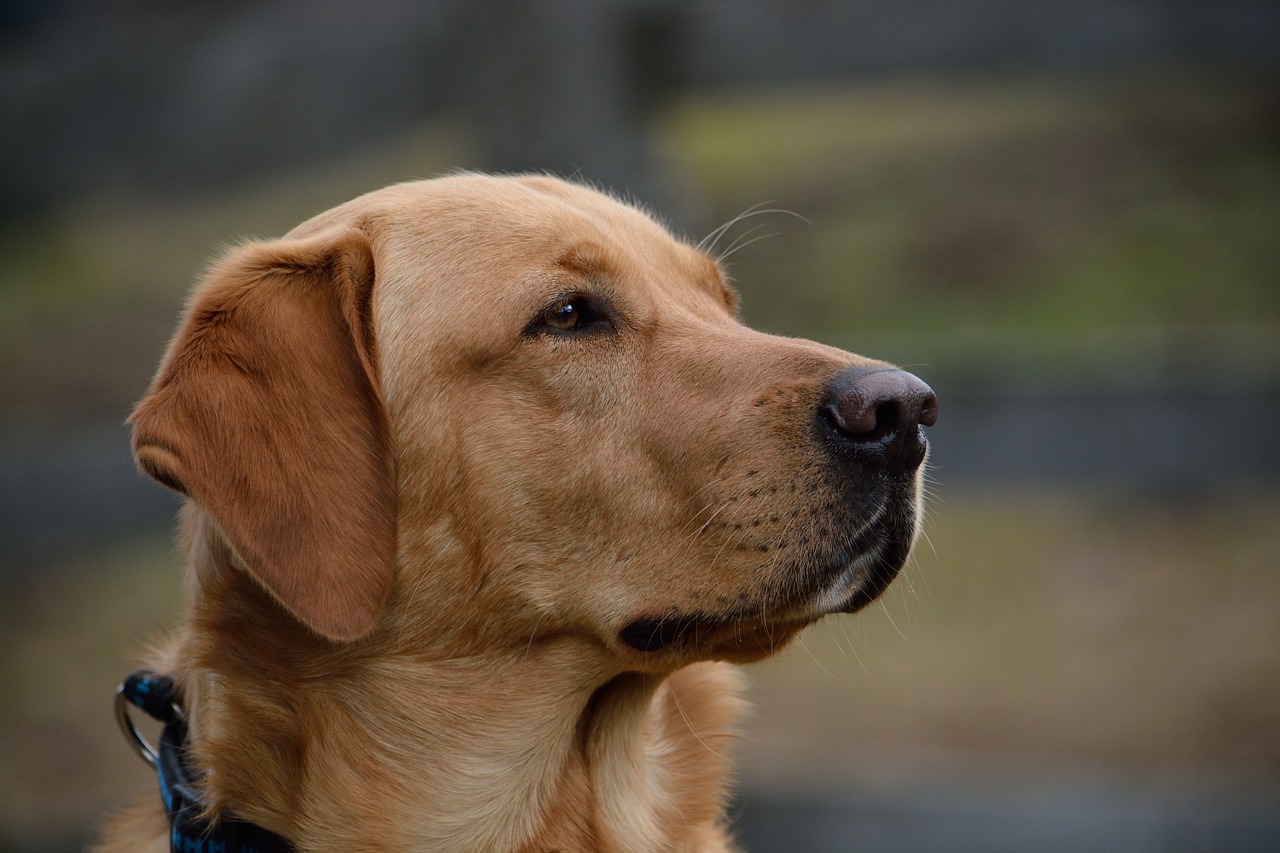 Labrador fa un brutto sogno