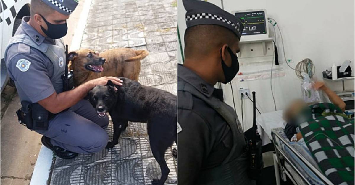 L’anziana donna cade in casa e resta a terra per giorni: salvata dai cani