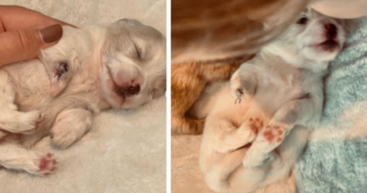 Il vero motivo per cui la famiglia ha deciso di adottare il piccolo Lucky, il cucciolo nato con una rara malformazione