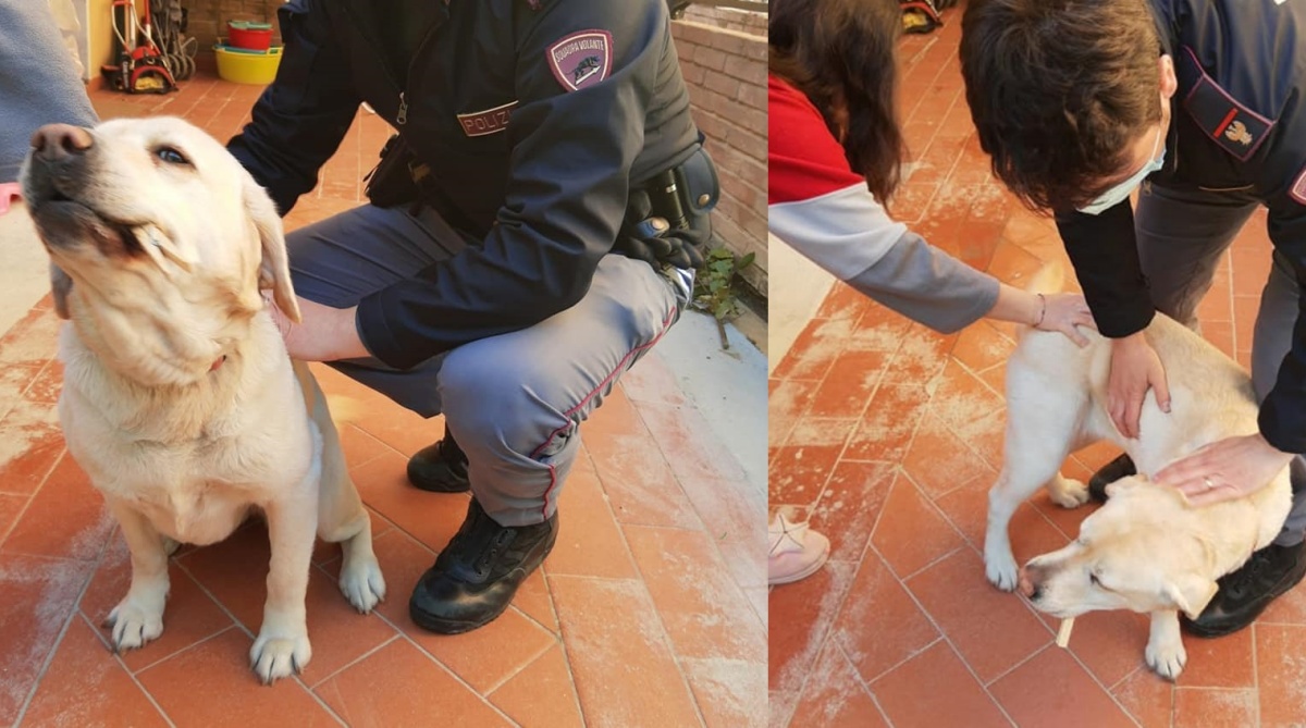 La cagnolina Mary