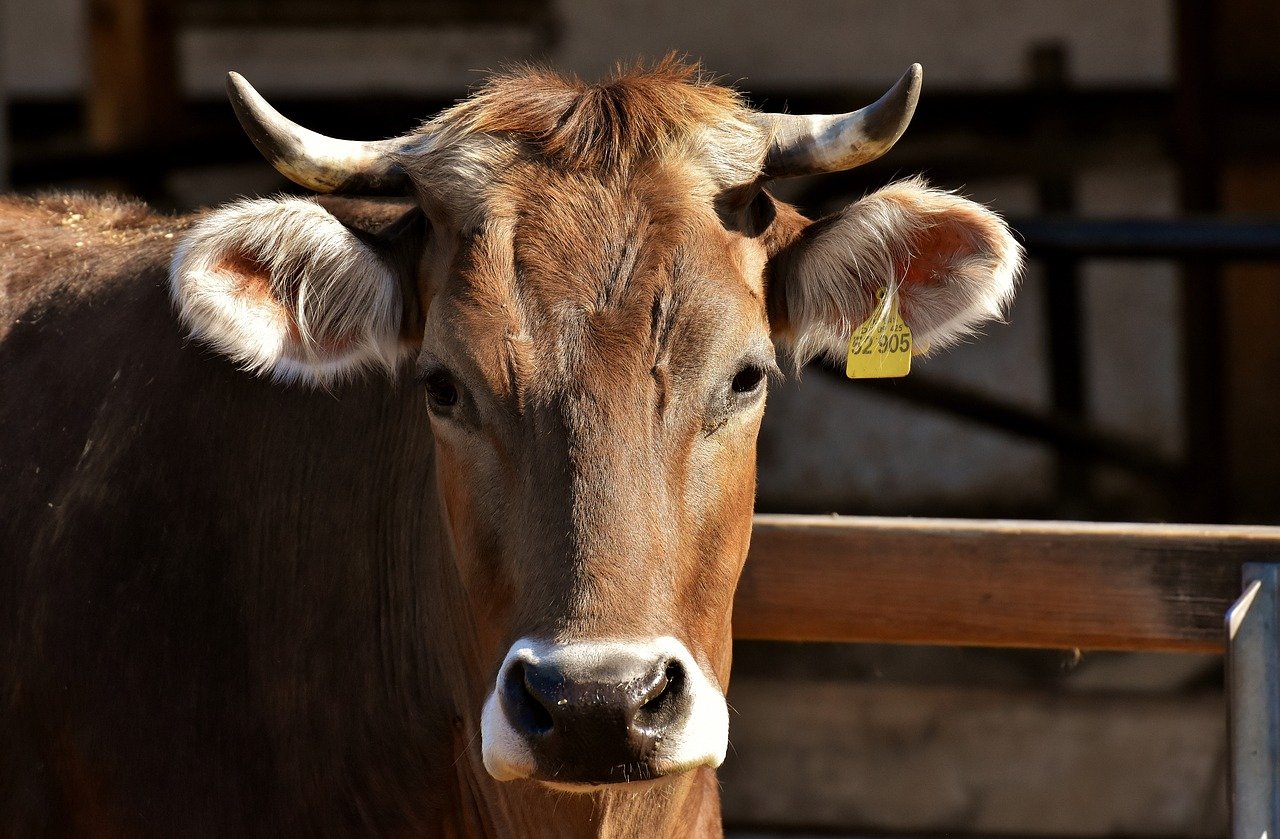 Mucca partorisce durante il matrimonio