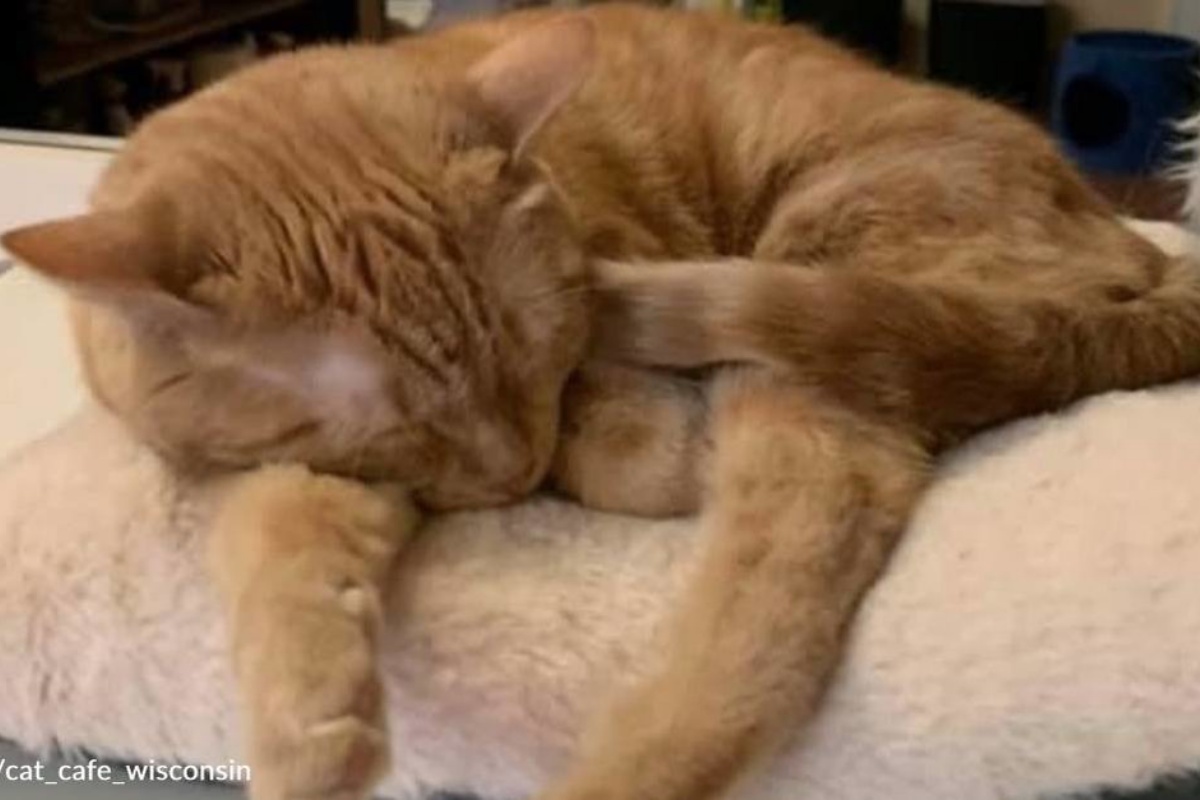 Il legame nato tra Robert e Paneer, il gatto con tre zampe