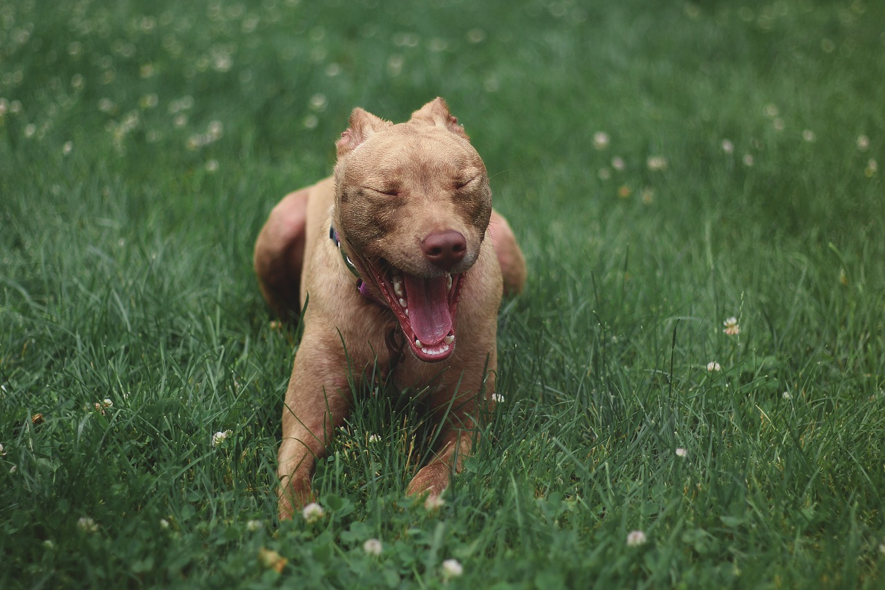 Uomo e cane aggrediti da un Pit Bull a Pulsano, in provincia di Taranto