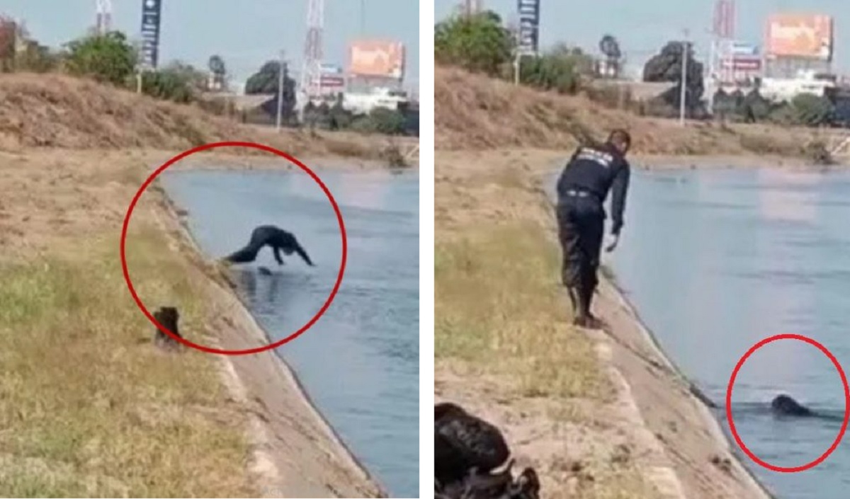 Poliziotto salva un cucciolo