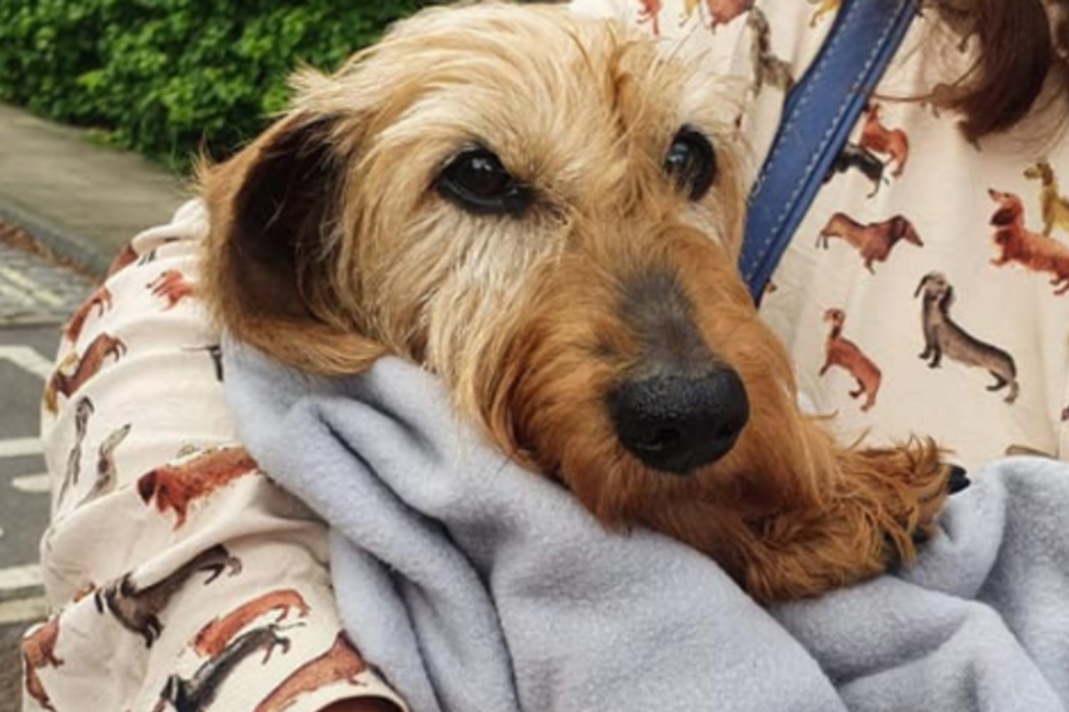 Ritrovato Rikki, il piccolo bassotto rubato insieme agli altri cani