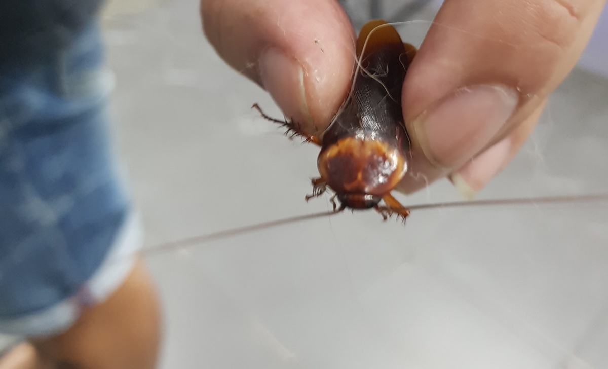 Il salvataggio dello scarafaggio