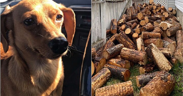 Trova il cane nascosto