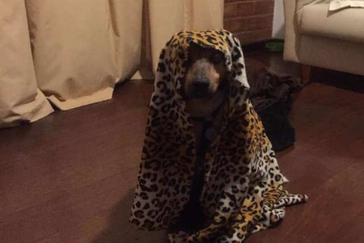 Dopo la perdita della vista, il cane Jake ha trovato un modo molto carino per controllare la sua famiglia