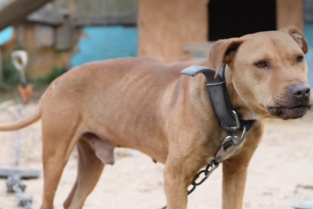 Volontari salvano la vita di 4 cani: erano usati per i combattimenti