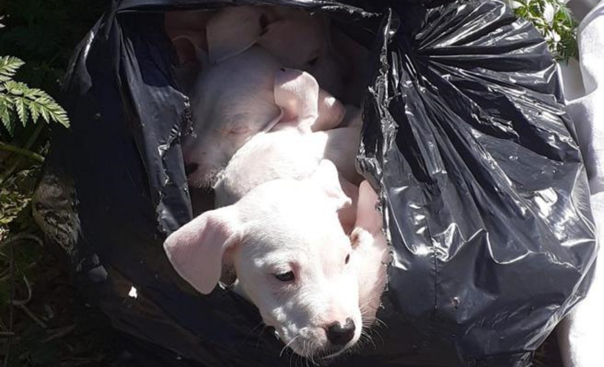 8 cuccioli di dogo abbandonati in un sacco della spazzatura 