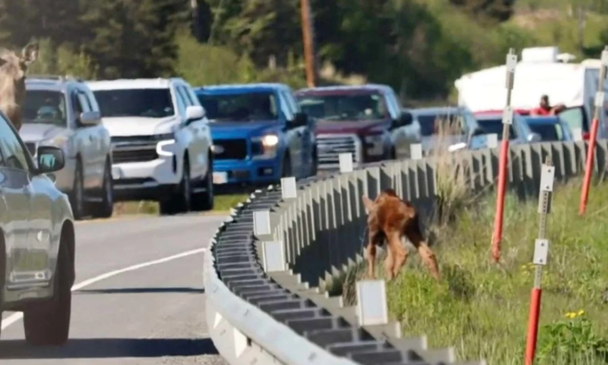 Cucciolo di alce non riesce ad attraversare