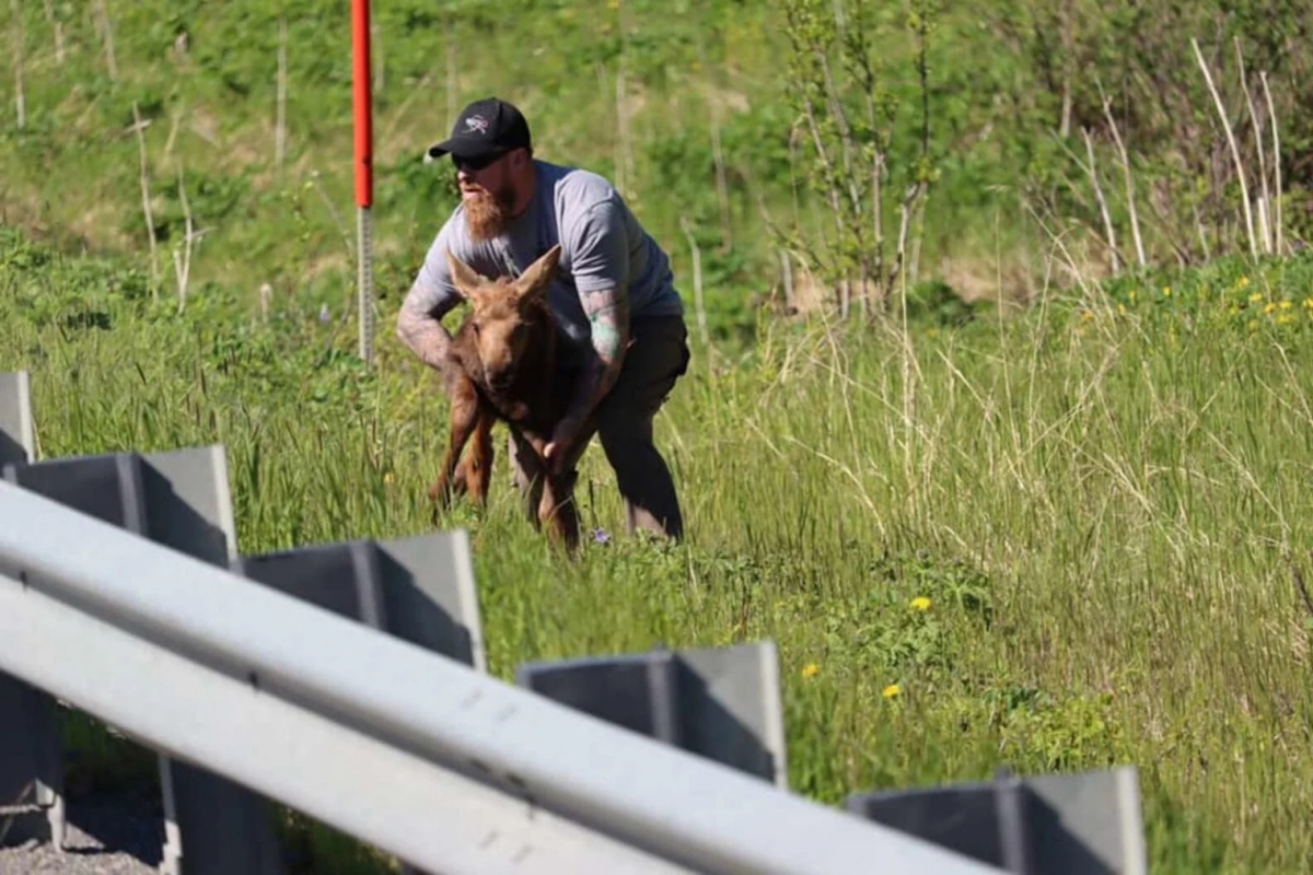 Cucciolo di alce non riesce ad attraversare