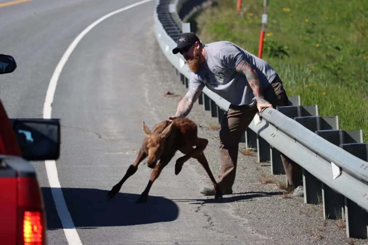 Cucciolo di alce non riesce ad attraversare