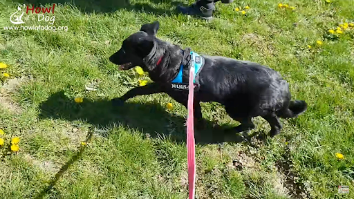 Il salvataggio della cagnolina Arnia