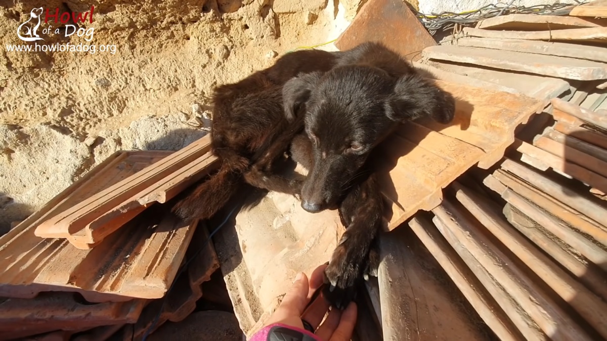 Il salvataggio della cagnolina Arnia