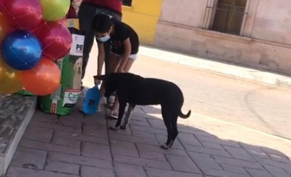 Il gesto di una bambina per un randagio