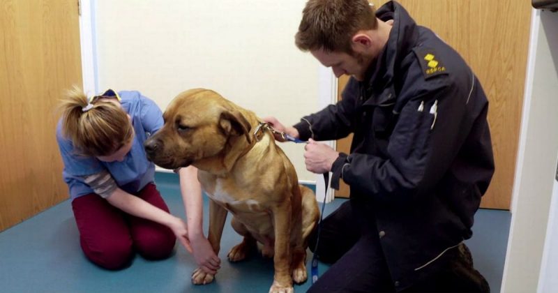 La storia del cane Benny