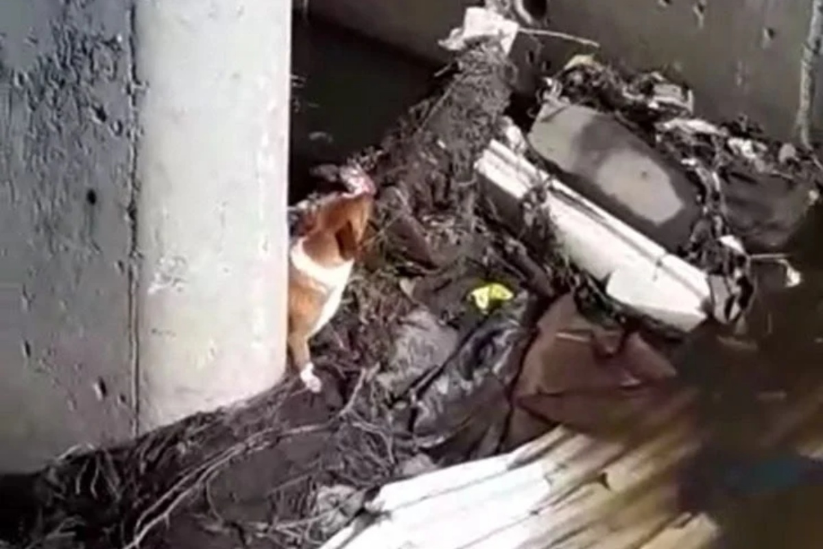 La terribile avventura e il salvataggio del cane Bojangles