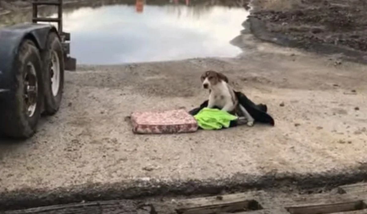 Il salvataggio di un cane abbandonato