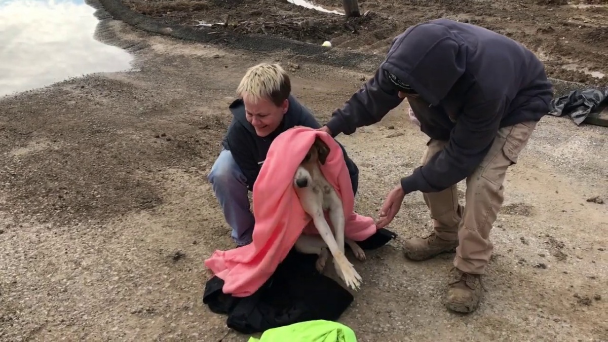 Il salvataggio di un cane abbandonato