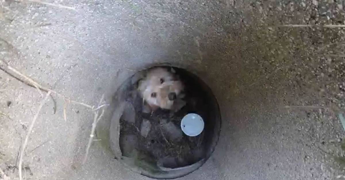 Cane gettato nella fogna guaiva disperato ed è stato sentito dagli spazzini