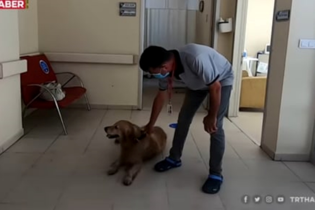 Questo cane ha rincorso l'ambulanza su cui viaggiava suo padre