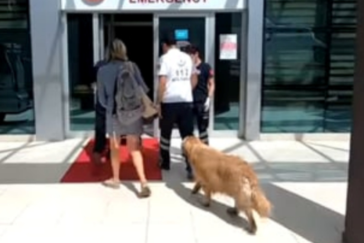 Questo cane ha rincorso l'ambulanza su cui viaggiava suo padre